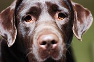 Profile_306_large